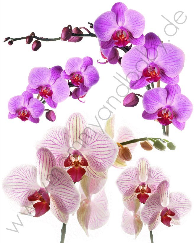 Motivfolie "Orchidee, pink" - Mommy & Baby