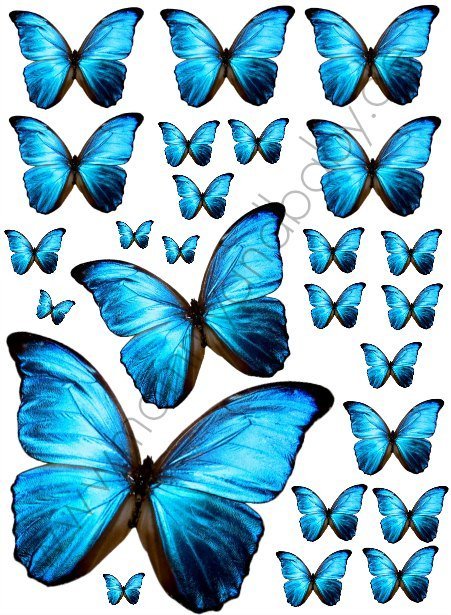 Motivfolie "Schmetterling Morpho", blau - Mommy & Baby